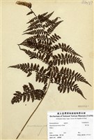 藏品(稀子蕨)的圖片